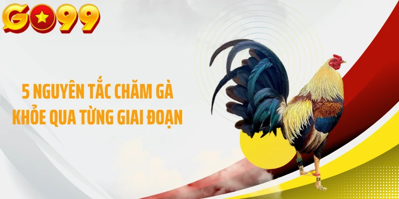 5 nguyên tắc chăm gà khỏe qua từng giai đoạn