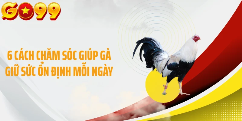 6 cách chăm sóc giúp gà giữ sức ổn định mỗi ngày