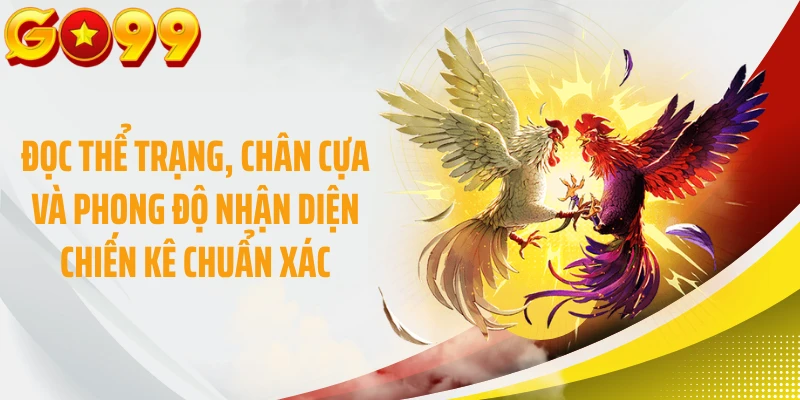 Đọc thể trạng, chân cựa và phong độ nhận diện chiến kê chuẩn xác