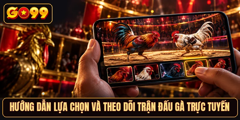 Hướng dẫn lựa chọn và theo dõi trận đấu gà trực tuyến