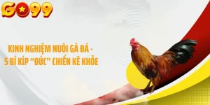 Kinh Nghiệm Nuôi Gà Đá - 5 Bí Kíp “Đúc” Chiến Kê Khỏe