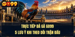 Trực Tiếp Đá Gà GO99 - 5 Lưu Ý Khi Theo Dõi Trận Đấu